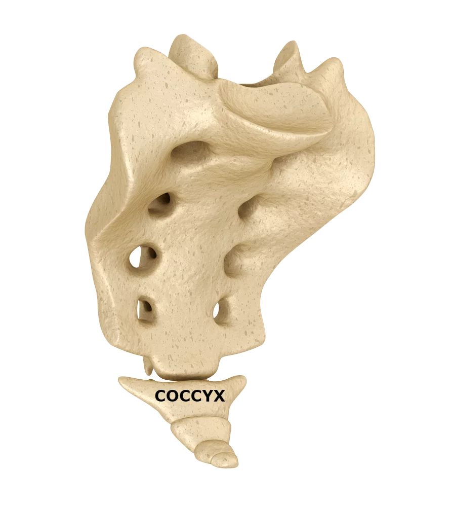 coccyx labeled